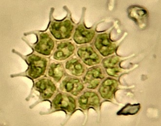 Algas verdes Foto de uma colônia de algas verdes