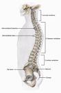 Coluna vertebral: sustentação ao corpo