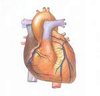 Coração: a máquina do corpo humano