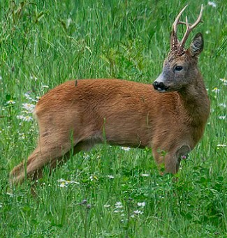 Corça Foto de uma corça