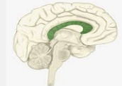 Carpo caloso: conectando os dois hemisférios do cérebro