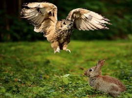 Coruja caçando um coelho
