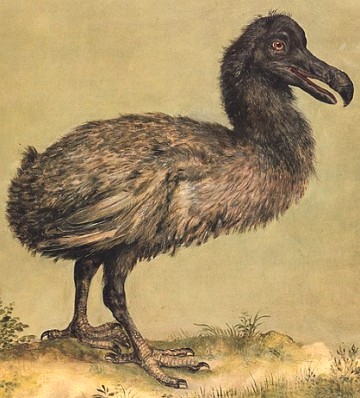 Pintura do s&eacute;culo XVII mostrando a ave Dod&ocirc;