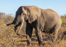 Foto de um elefante africano ou elefante da savana