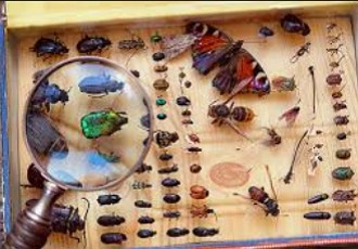 Entomologia Imagem mostrando uma lupa e uma caixa com vários insetos