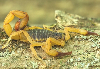 Foto de um escorpião-amarelo Foto de um escorpião-amarelo