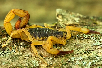 escorpião-amarelo Foto de um escorpião-amarelo