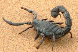Foto de um escorpião