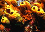 Espongiários: invertebrados de vida aquática