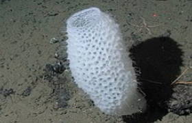 Foto de uma esponja-de-vidro