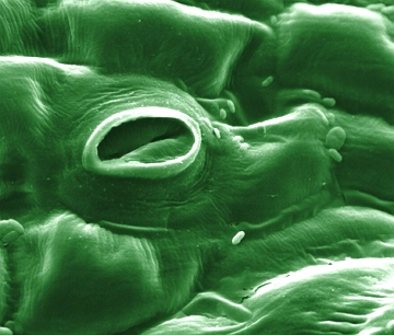 Imagem ampliada em microscópio de um estômato Imagem ampliada em microscópio de um estômato