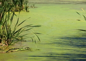 Água verde de um lago: eutrofização