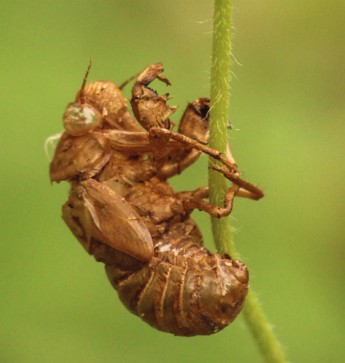 Exoesqueleto de uma cigarra após a muda Exoesqueleto de uma cigarra após a muda