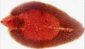 Imagem de um plalelminto Fascíola hepatica