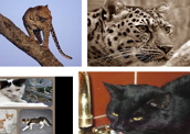 Família Felidae: mamíferos carnívoros com grande agilidade