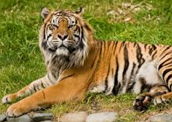 Tigre: exemplos de animal felino