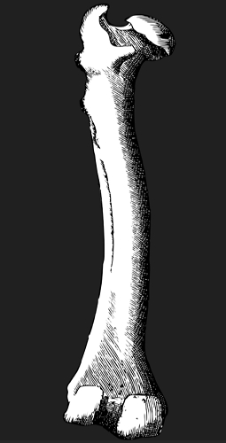 Ilustração do osso fêmur
