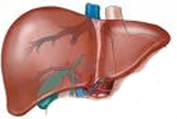 Fígado: várias funções importantes no organismo