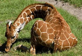 Foto de um filhote de girafa