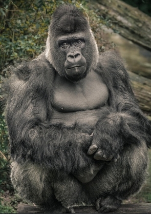 Foto de um gorila sentado