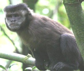 Foto de um macaco-prego numa árvore