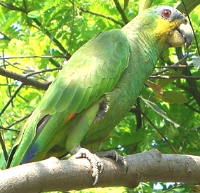 Foto de uma ave chamada papagaio, de cor verde e cabeça amarela, verde e azul