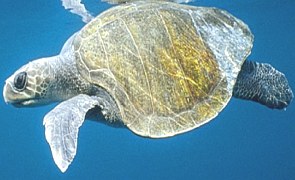 Foto de uma tartaruga-oliva nadando no mar