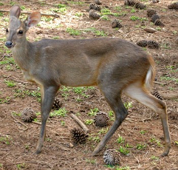 Veado-catingueiro Foto de um veado-catingueiro