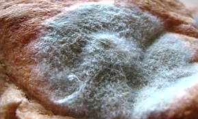 Foto de um pedaço de pão com fungos decompositores