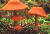 Fungos: ausência de clorofila é uma das características