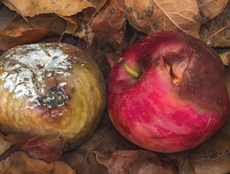 Fungos decompositores Fungos decompositores