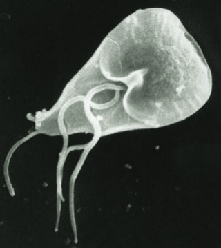 Giardia Imagem de uma giardia