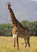 Girafa: um mamífero típico das savanas africanas