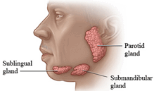 Glândulas salivares: importante na digestão