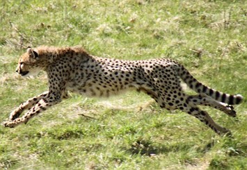 Guepardo correndo Foto de um guepardo correndo