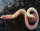 Helmintologia: estudo dos vermes