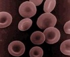 Hemácias: glóbulos vermelhos do sangue
