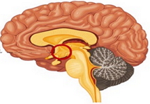 Hipotálamo: importante estrutura do sistema nervoso