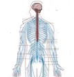 Sistema nervoso: um dos controladores da homeostase