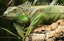 Iguana: um réptil que vive em regiões tropicais