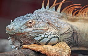 Foto de uma iguana, réptil lacertílio