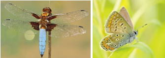 Foto de uma libélula e uma borboleta