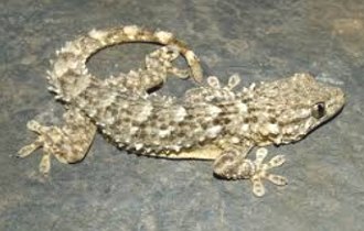Foto de uma lagartixa Tarentola mauritanica