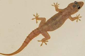 Foto de uma lagartixa doméstica