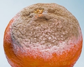 Foto de uma laranja com mofo
