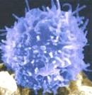 Imagem de um linfócito