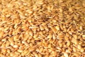 Foto de grãos de linhaça dourada