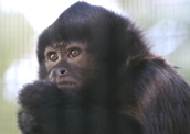 Macaco-prego: um primata muito inteligente