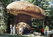 Armillaria Ostoyae: maior fungo do mundo