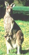 Canguru: o marsupial mais conhecido do mundo